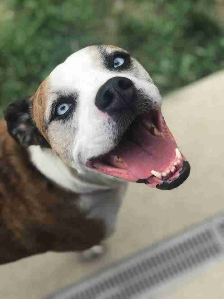 happy dog at dog daycare