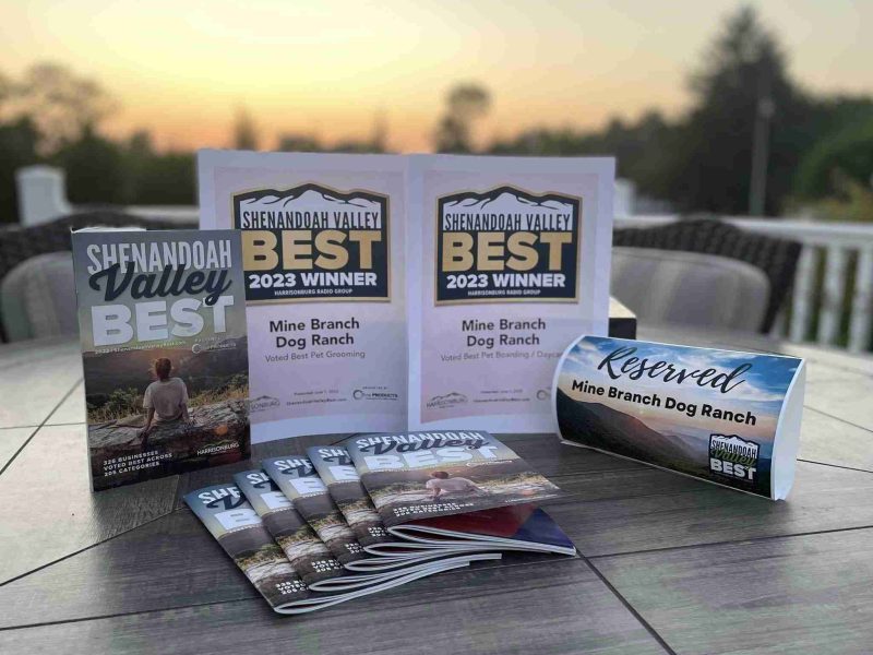 best dog grooming and dog boarding / daycare